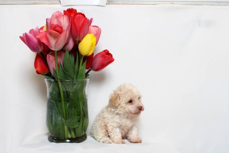 puppy, for, sale, Toy Poodle , Matthew B. Stoltzfus, dog, breeder, Gap, PA, dog-breeder, puppy-for-sale, forsale, nearby, find, puppyfind, locator, puppylocator, aca